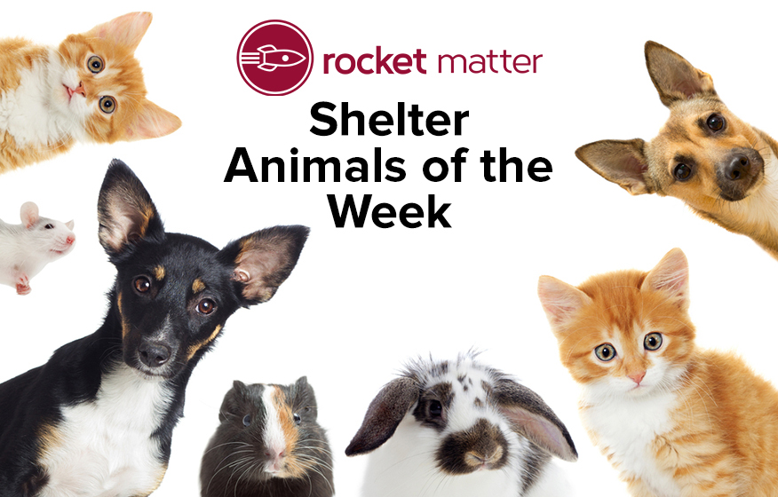 Shelter Animals of the Week