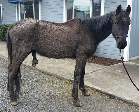 horse sues former owner- Justice neglect